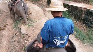 Elephant trip in Thailand with boy tandem who had sex then